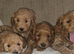 Licensed breeder, 4 dna clear red small miniature cockapoo litter