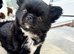 Kc long coat chihuahua