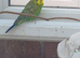 Pair of young cocks