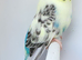 Beautiful Budgies - Various colours