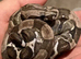 Male RDR bea Ghost het sharp