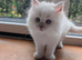 5 pure bred ragdolls