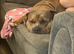 Female American pocket bully
