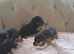 Jack Russell x chihuahua puppies