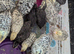 Quail chicks available