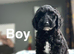Stunning cockapoo available to view