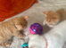 3 Left . beautifull kittens!! Ready Now !