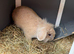 Bunny for rehoming