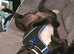 9 month old staffy cross american staff