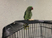 Alexandrine Parakeet - 2 years old