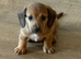 Miniature dachshunds ready now