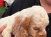 4 beautiful cocker puppys