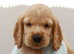 8 gorgeous golden and a tri-colour cocker spaniel puppies
