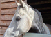 Stunning Grey Gelding 10 years 16.1hh