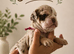 ️Beautiful olde English bulldogs️