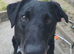Labrador x collie for rehome