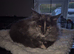 Maine coon (SOLD)