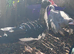 Muscovy