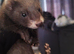Baby ferrets available 14 weeks old