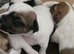 Jack russell terriers jack pack puppies