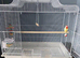 1 male budgie and cage