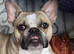 19 month old French Bulldog