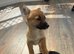 Short leged Jack Russell girl Puppy