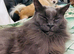 Beautiful full bread Maine coon kittens 7