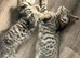 Adorable Male Tabby Kittens Looking for Their Forever Home 12 weeks old