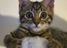 Female Tabby kitten