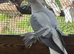 pair fairy swallows