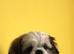 Shih-Tzu to Rehome