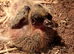 Rescued / unwanted birds