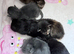 Stunning TICA Maine coons