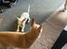 female chihuahua