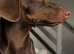 Dachshund puppies LAST GIRL LEFT