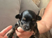 4 x Cavapoochon puppies for sale