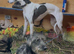 Whippets x Bedlington whippets