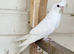 Price is for pair! Stunning cockatiels with DNA