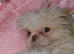 4 months shih tzu asap!!!