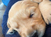 Gorgeous goldens