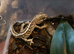 Young Pictus Geckos for sale