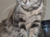 1 year old cat