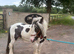 Tony The Pony