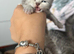 Persian kitten