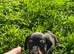 Dachund pups
