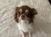 Stunning Chocolate, Tan & White Long-Haired Chihuahua - Sheffield