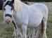 13hh mare with colt foal at foot