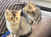 Gorgeous grey and white British shorthair