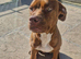 STILL AVAILABLE Cane corso cross doberman for sale
